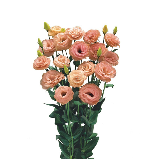 Lizante (Eustoma) Arena 3...