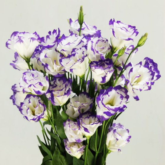 Lizante (Eustoma) Excalibur...