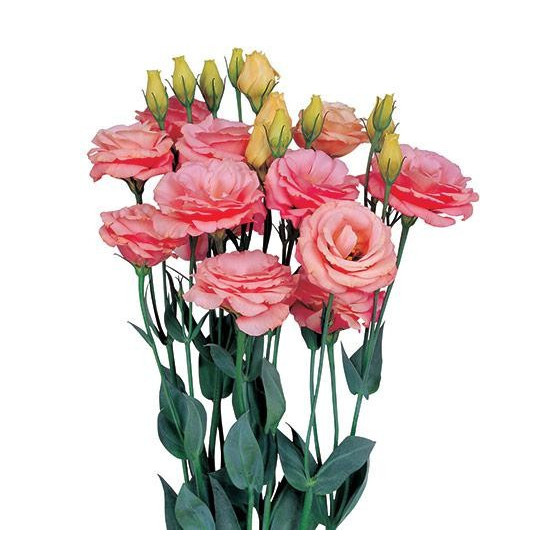 Lizante (Eustoma) Rosita 2...