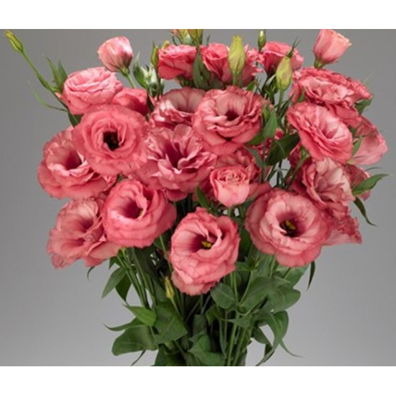 Lizante (Eustoma) Advantage...