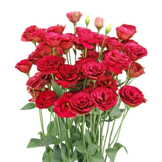 Lizante (Eustoma) Arena 3...