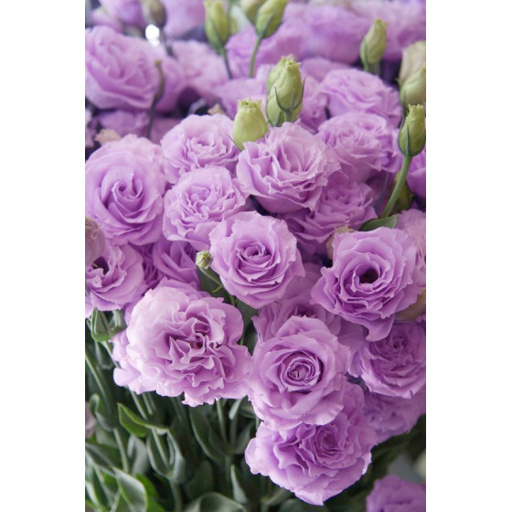 Lizante (Eustoma) Super...