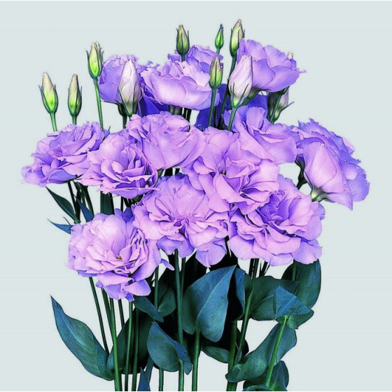 Lizante (Eustoma) Echo...