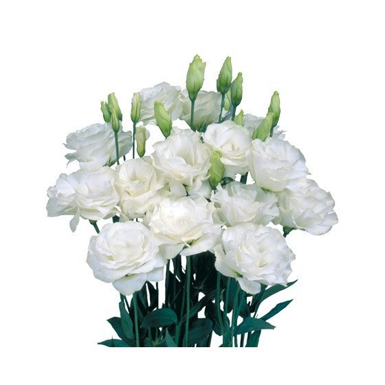 Lizante (Eustoma) Echo Pure...