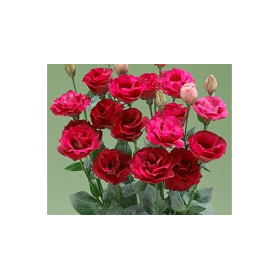 Lizante (Eustoma) Croma 3...