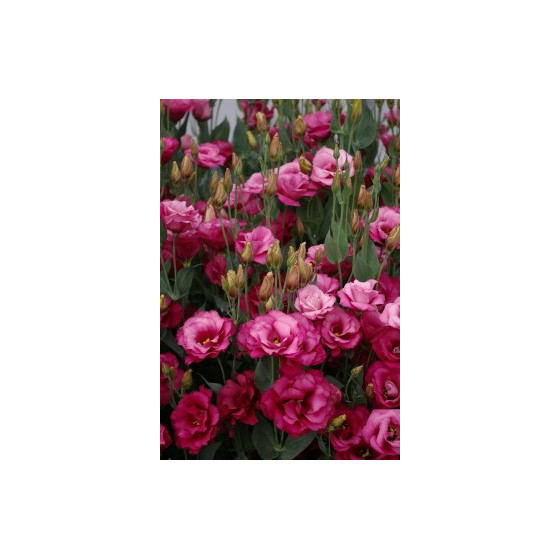 Lizante (Eustoma) Mariachi...