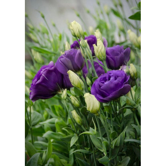 Lizante (Eustoma) Echo...