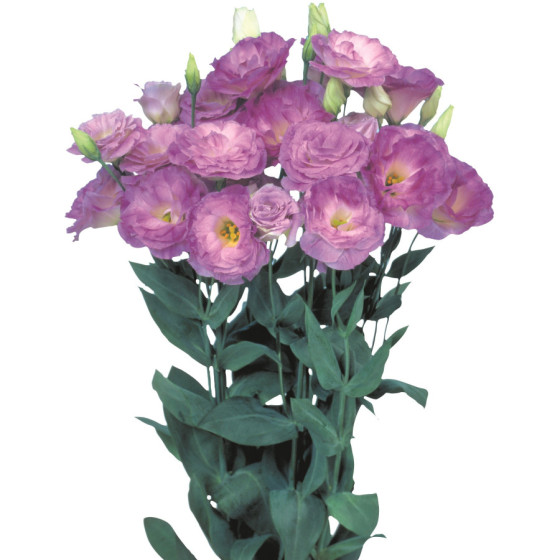 Lizante (Eustoma) Mariachi...