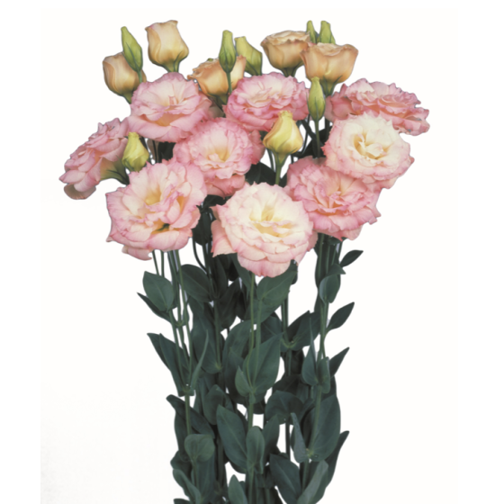 Lizante (Eustoma) Echo...