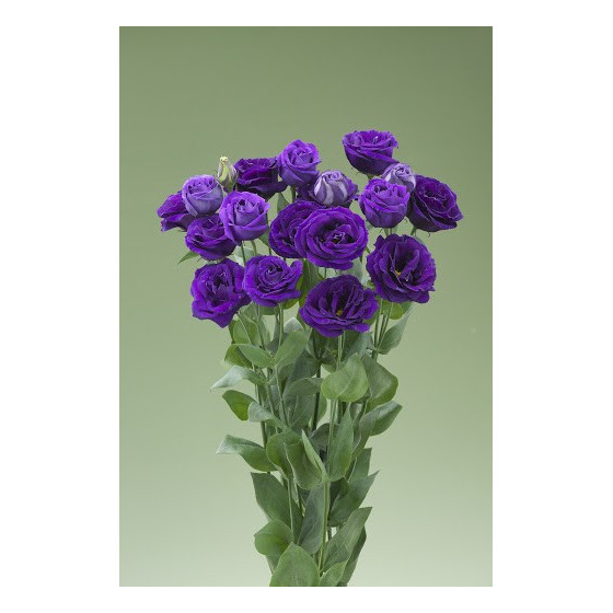 Lizante (Eustoma) Arena 3...