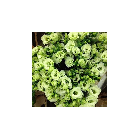 Lizante (Eustoma) Arena 3...