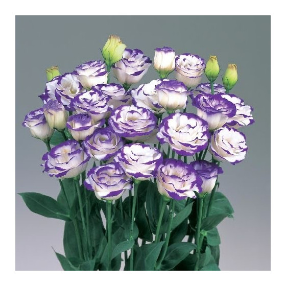 Lizante (Eustoma) Arena 2...