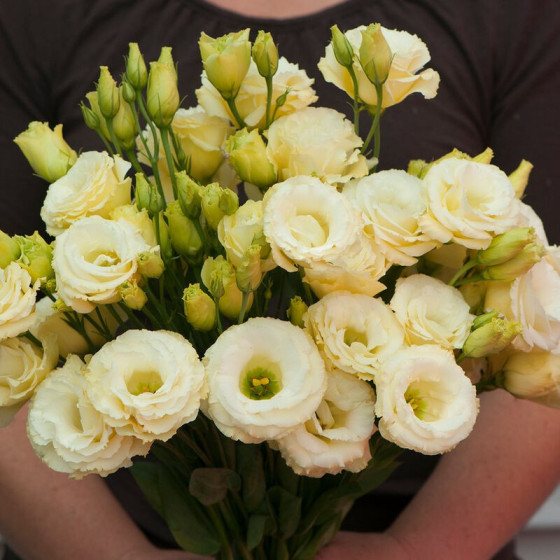 Lizante (Eustoma) Arena 3...