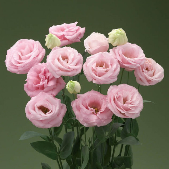 Lizante (Eustoma) Arena 3...