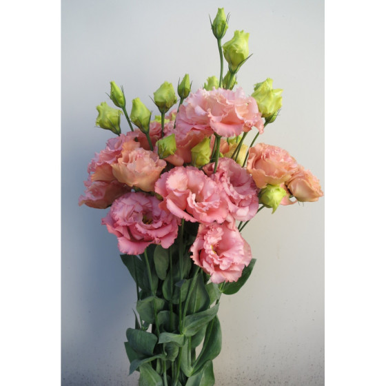 Lizante (Eustoma) Corelli 3...