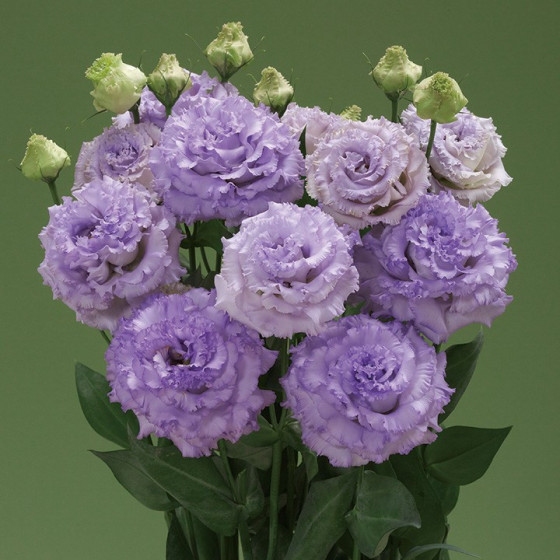 Lizante (Eustoma) Corelli 2...