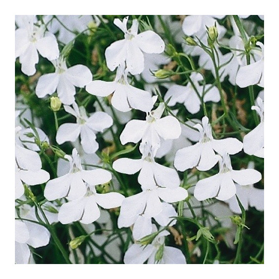 Lobēlijas White Palace 250s