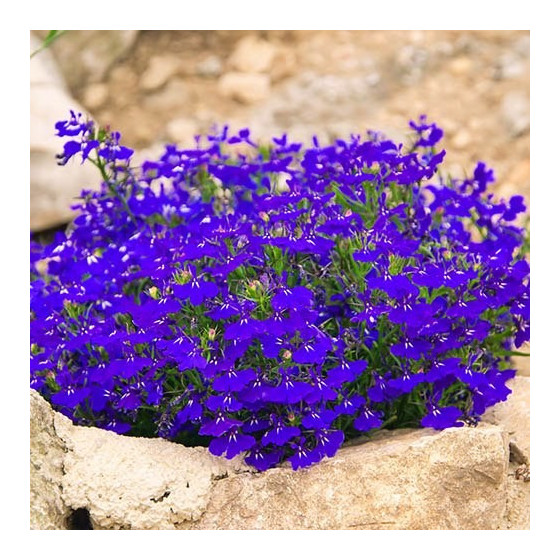 Lobēlijas Blue Palace 250s