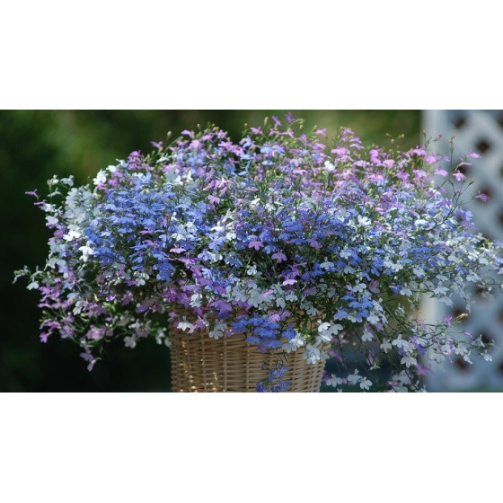 Lobēlijas Palace Mix 1'000s