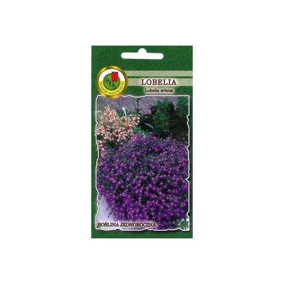 Lobēlijas krūmu violetas