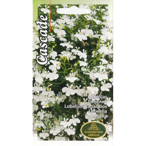 KS Lobēlijas nokarenas...