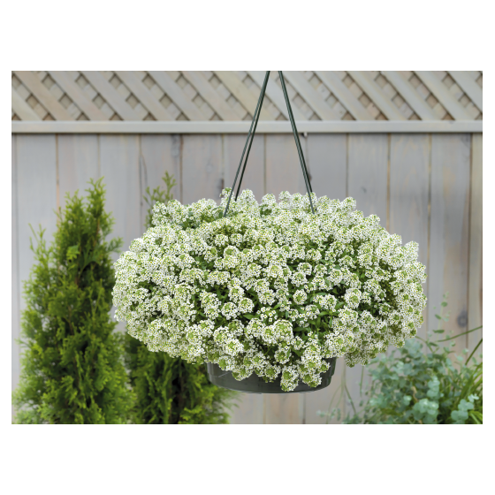 Lobulārija jūrmalas Giga...