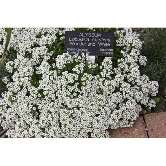 Lobulārija jūrmalas...