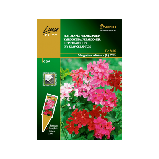 Pelargonija vairogveida F2...