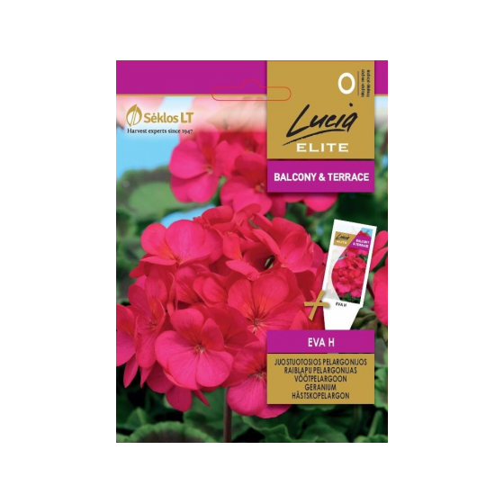 Pelargonija Eva H