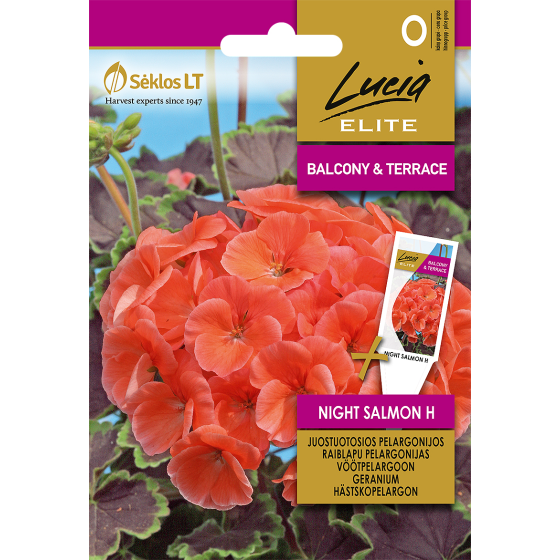 Pelargonijas raiblapu NIGHT...