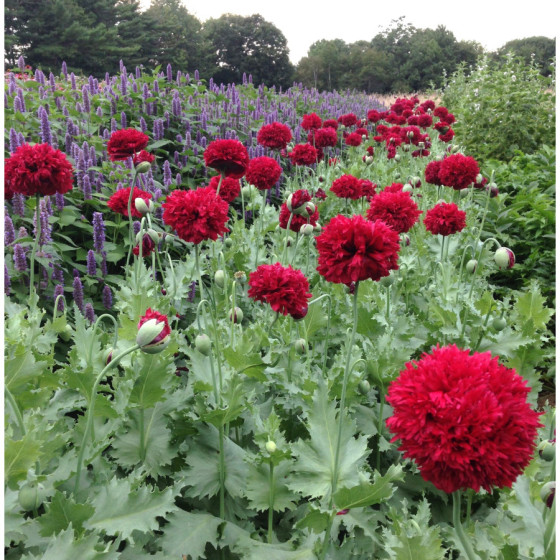 Magones Scarlet Peony""