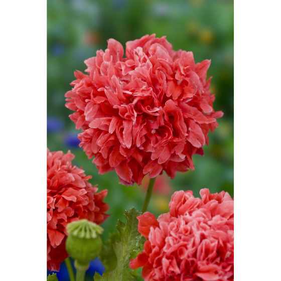 Magones Frosted salmon Peony""