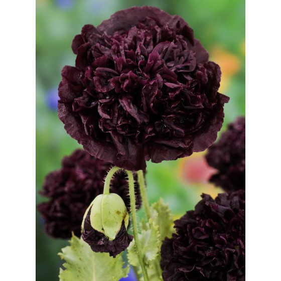 Magones Black Peony""