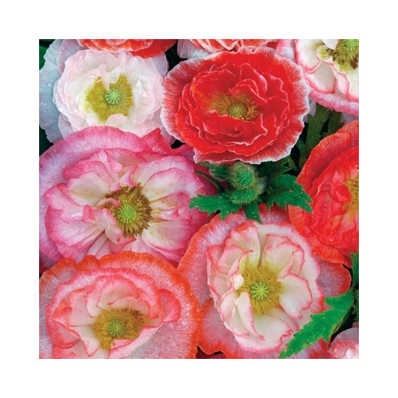 Magones Zīda Falling in...