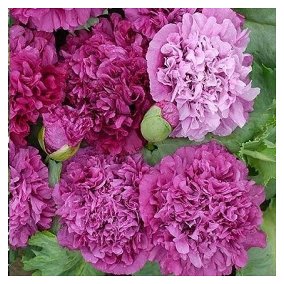 Magones Purple Peony" 0,5g"