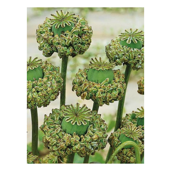 Magones HEN & CHICKENS 0,5g