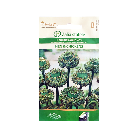 Magones HEN & CHICKENS*