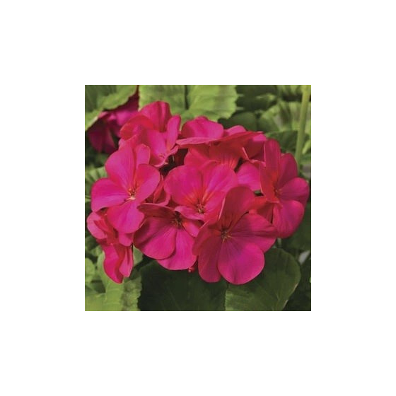 Pelargonija dārza Maverick...