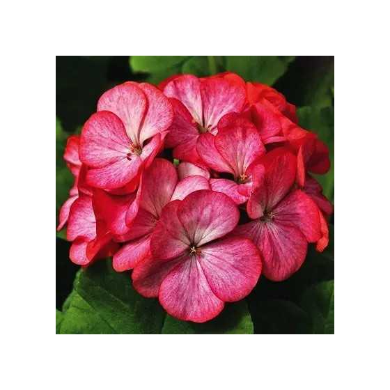 Pelargonija dārza Maverick...