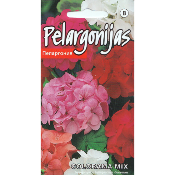 KS Pelargonijas zonālās...