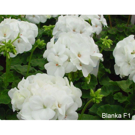 Pelargonijas zonālās...