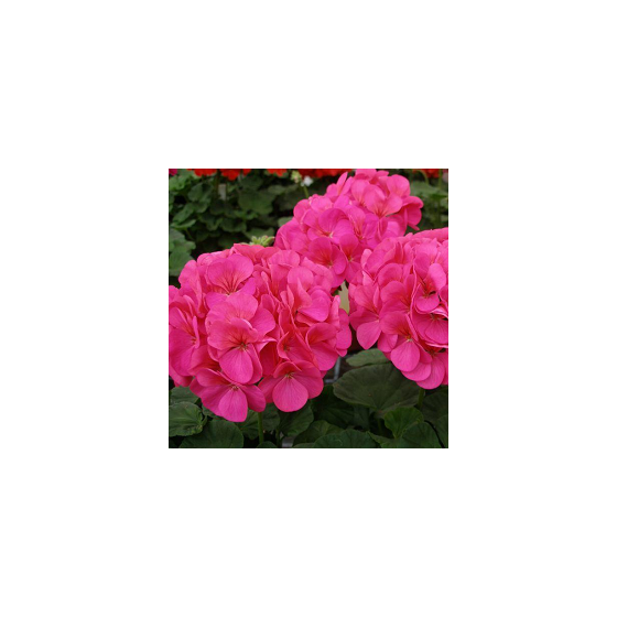 Pelargonijas zonālās...