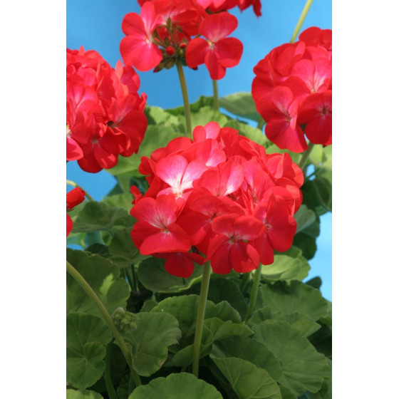Pelargonijas zonālās...