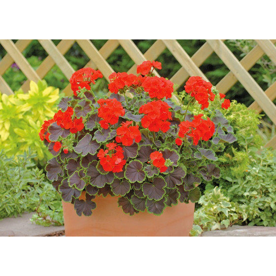 Pelargonijas Black Velvet...