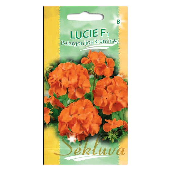 Pelargonijas zonālās Lucie"...