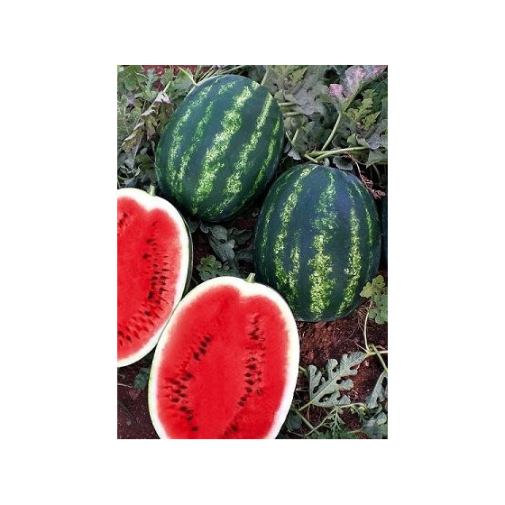 Arbūzi MELIA F1 (3 sēklas)