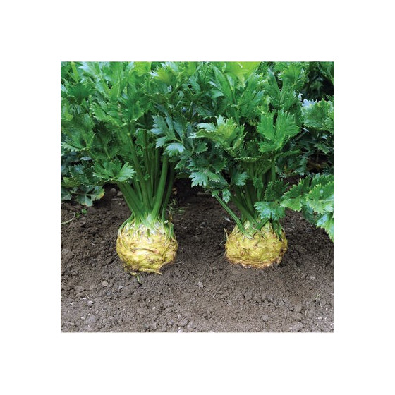 Selerijas sakņu Brilliant...