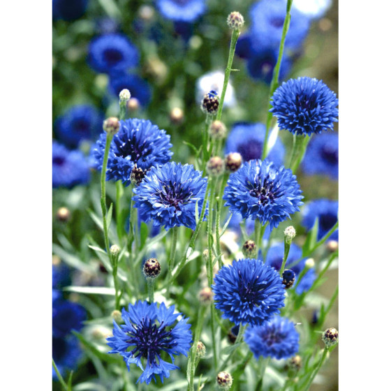 Rudzupuķes VIKING 5g