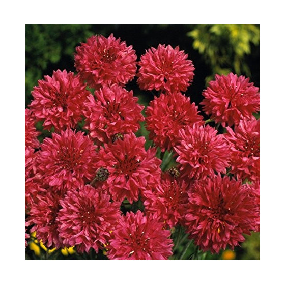 Rudzupuķes Red Ball 2g