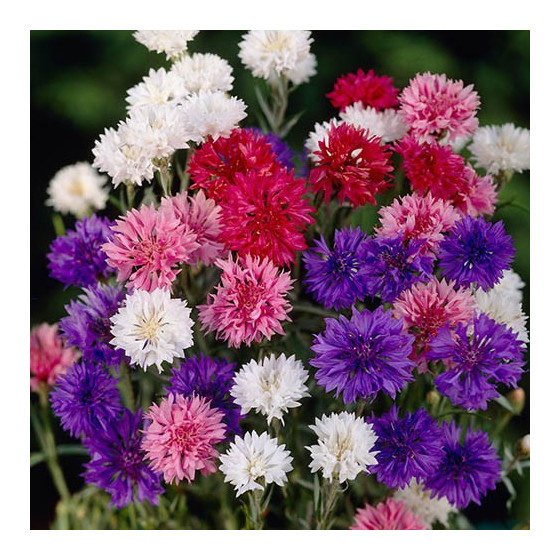 Rudzupuķes "Cabrilla" 0,5g